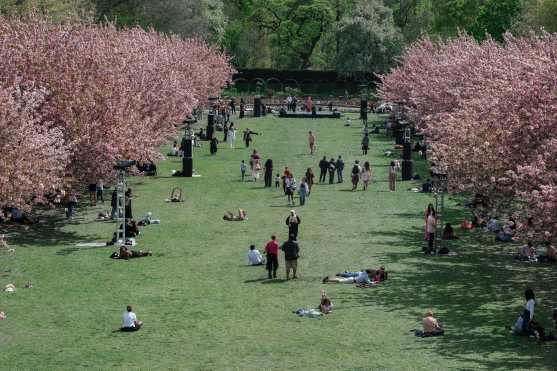 New York (United States), 23/04/2026.- People enjoy cherry blossoms in Brooklyn Botanic Garden, in New York, New York, USA, 23 April 2026. (Nueva York) EFE/EPA/OLGA FEDOROVA