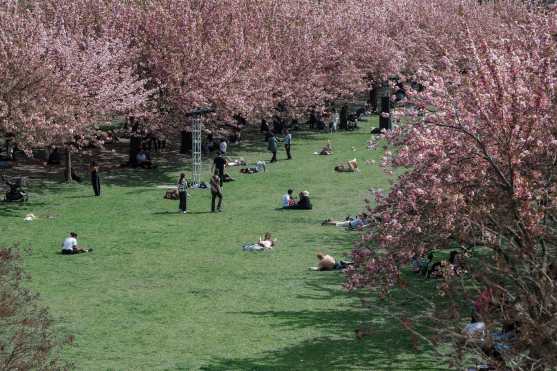 New York (United States), 23/04/2026.- People enjoy cherry blossoms in Brooklyn Botanic Garden, in New York, New York, USA, 23 April 2026. (Nueva York) EFE/EPA/OLGA FEDOROVA