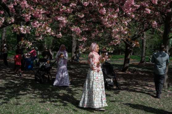 New York (United States), 23/04/2026.- People enjoy cherry blossoms in Brooklyn Botanic Garden, in New York, New York, USA, 23 April 2026. (Nueva York) EFE/EPA/OLGA FEDOROVA
