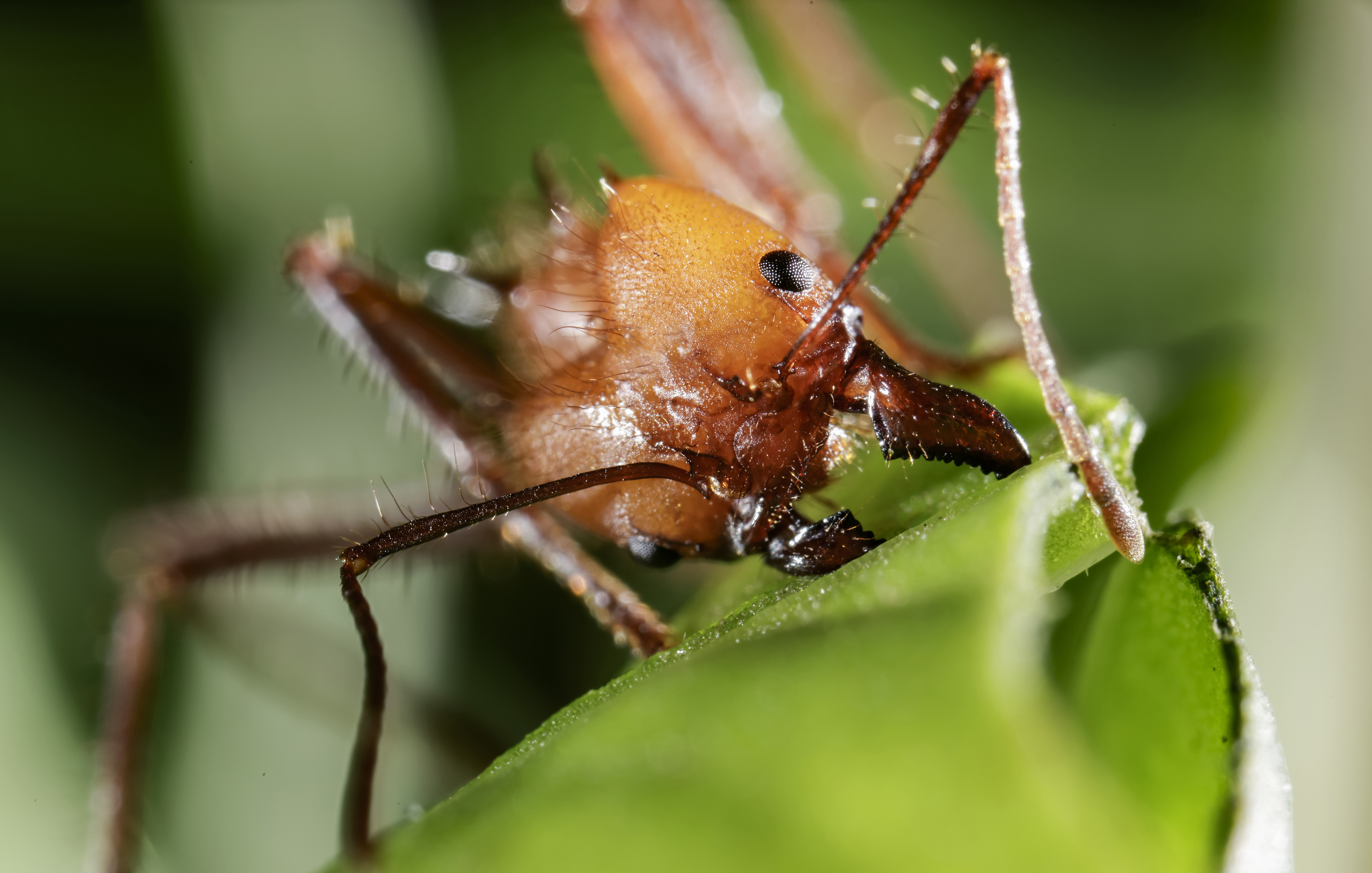 Hormigas en Estados Unidos