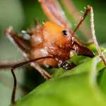 Hormigas en Estados Unidos