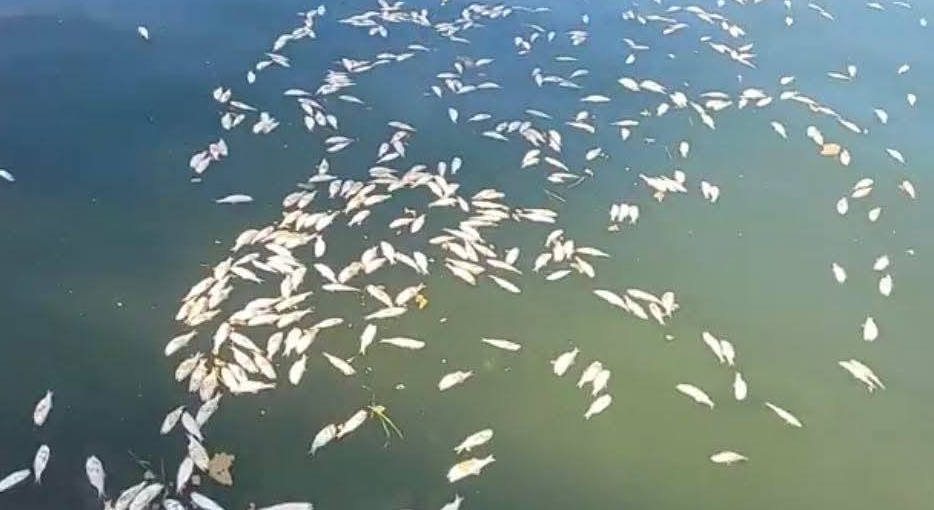 MUERTE DE PECES EN MALECÓN, PUERTO BARRIOS
