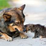 (Foto Prensa Libre: Shutterstock)