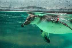 En vida silvestre, los pingüinos juveniles siguen a sus padres al mar para aprender a pescar y su comida favorita son pequeños peces y cefalópodos como los pulpos. Dentro del agua pueden alcanzar una velocidad de 32 km/h. (Foto Prensa Libre: Juan Diego González)