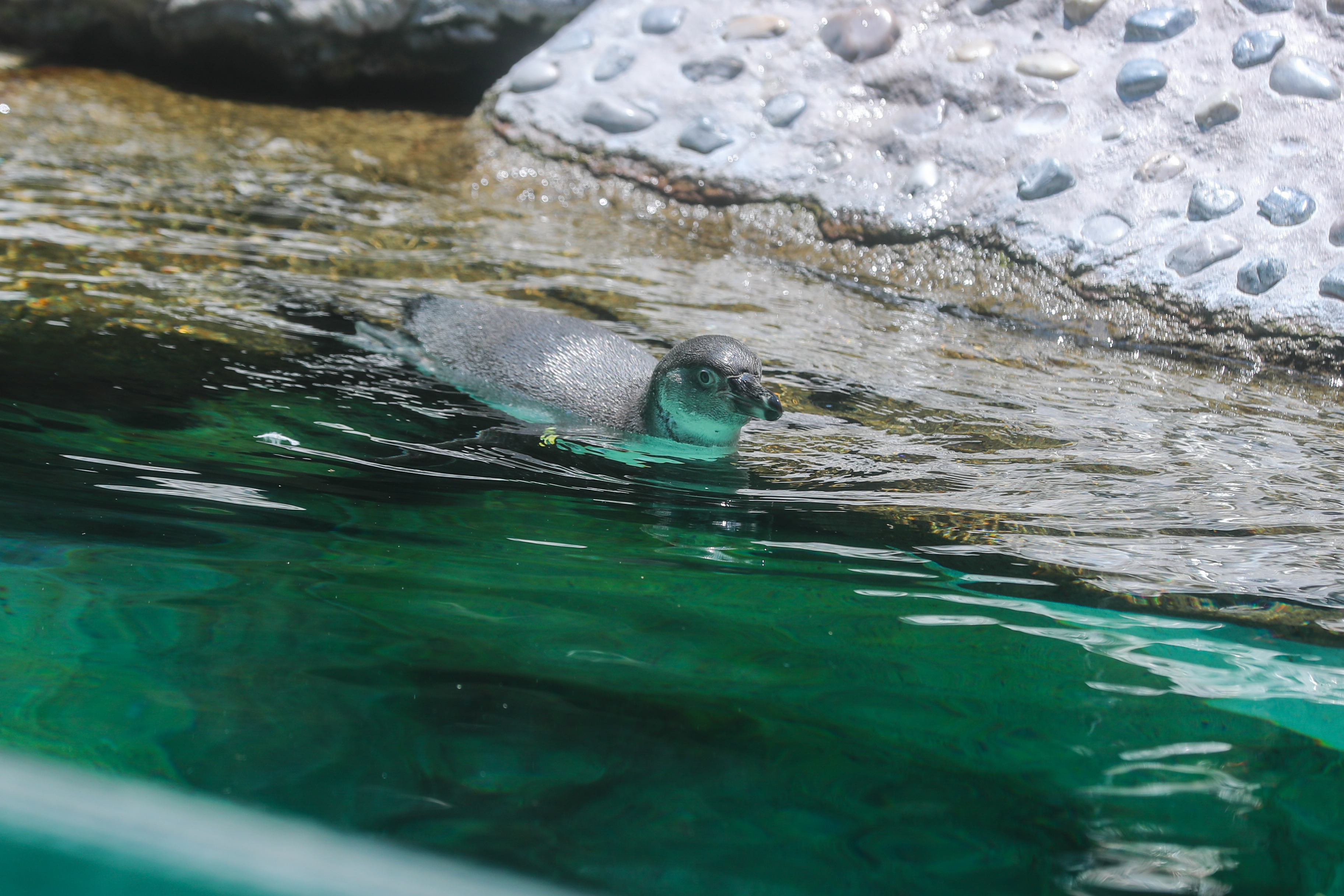 '