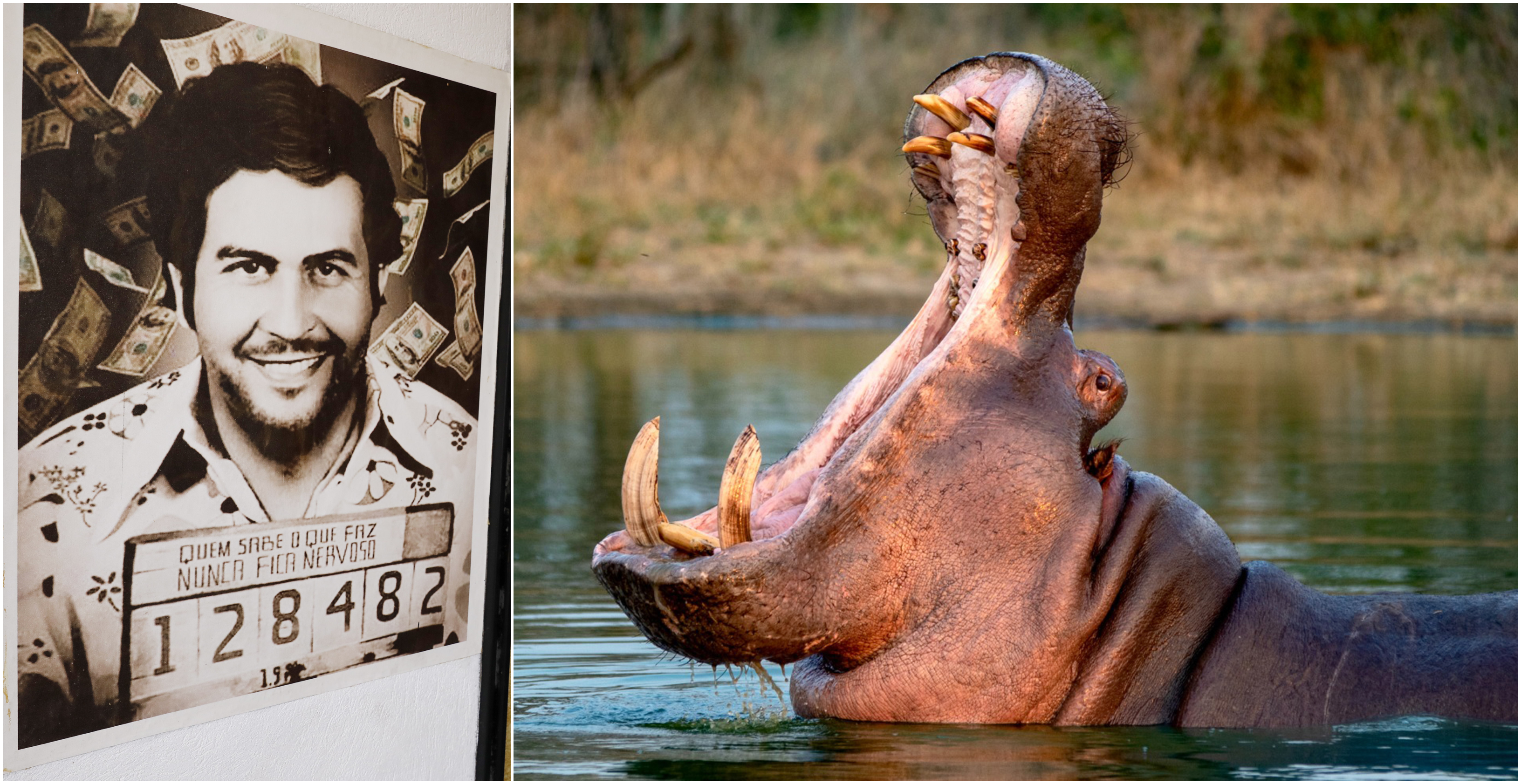 Por un capricho de Pablo Escobar: La razón por la que Colombia sacrificará a casi 80 hipopótamos