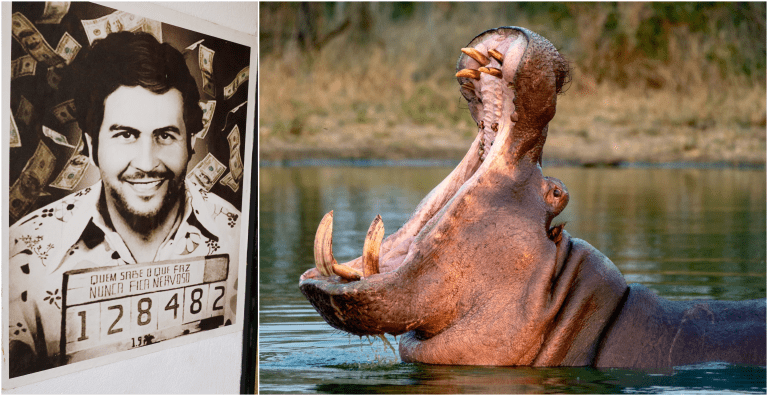 Por un capricho de Pablo Escobar: La razón por la que Colombia sacrificará a casi 8