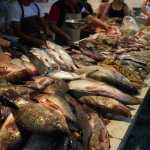 SUBE PRECIO DE LOS MARISCOS