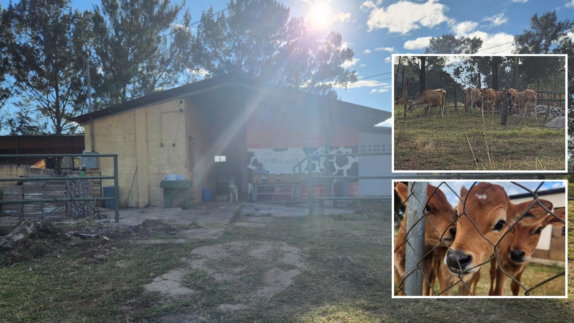 Vacas, cerdos y otros animales de la granja de la USAC estarían en abandono por la falta de acceso del personal encargado de su cuidado.. (Foto, Prensa Libre: cortesía estudiantes de Medicina Veterinaria y Zootecnia de la USAC)