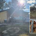 Vacas, cerdos y otros animales de la granja de la USAC estarían en abandono por la falta de acceso del personal encargado de su cuidado.. (Foto, Prensa Libre: cortesía estudiantes de Medicina Veterinaria y Zootecnia de la USAC)