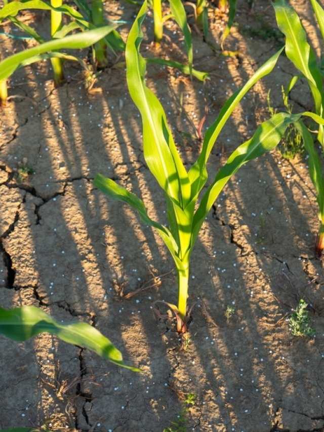 El Niño podría persistir hasta 2027: qué efectos se prevén en Guatemala