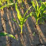 El Insivumeh advierte que el fenómeno de El Niño en este 2026 podría provocar sequías prolongadas de hasta 10 semanas, afectando cultivos y la disponibilidad de agua en Guatemala. (Foto Prensa Libre: ShutterStock)