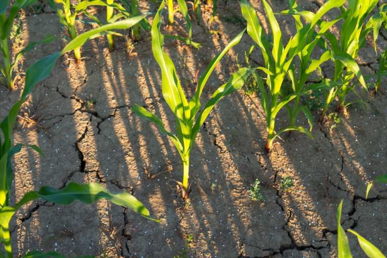 Época de lluvia en Guatemala: ¿Cómo afectará el fenómeno de El Niño en 2