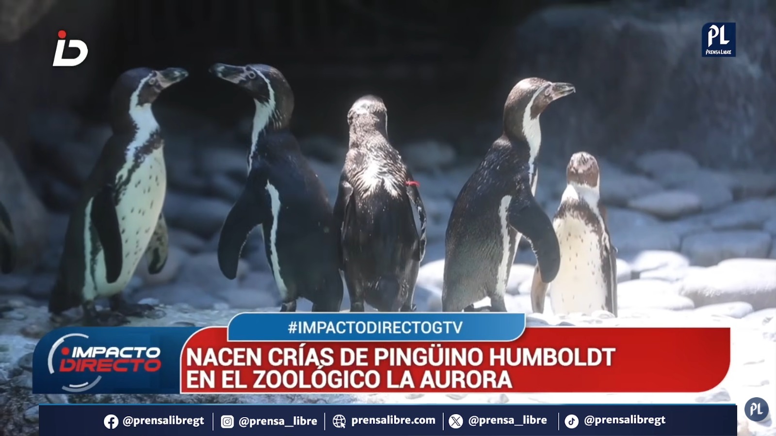 El Zoológico La Aurora presentó a Nancy y Campito, parte de las 6 nuevas crías de pingüino de Humboldt, como resultado de su programa de conservación de una especie en peligro de extinción.