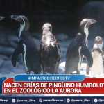 El Zoológico La Aurora presentó a Nancy y Campito, parte de las 6 nuevas crías de pingüino de Humboldt, como resultado de su programa de conservación de una especie en peligro de extinción.