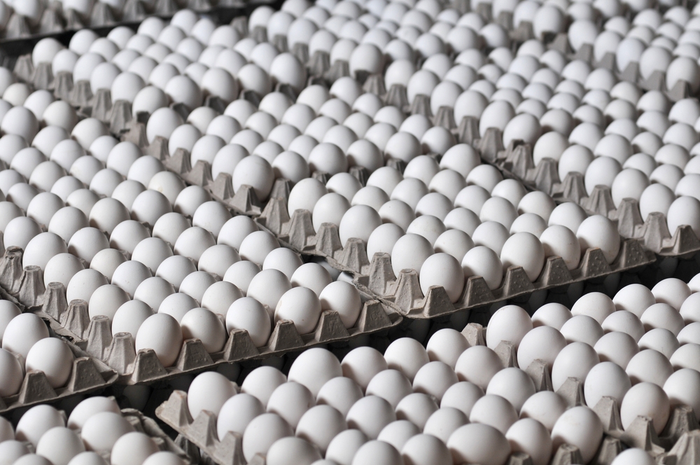 Producción avícola en Guatemala: el sector genera Q35 mil millones al año, mientras el contrabando de huevo provoca pérdidas superiores a Q1 mil millones, según la gremial del sector. (Foto, Prensa Libre: ShutterStock)