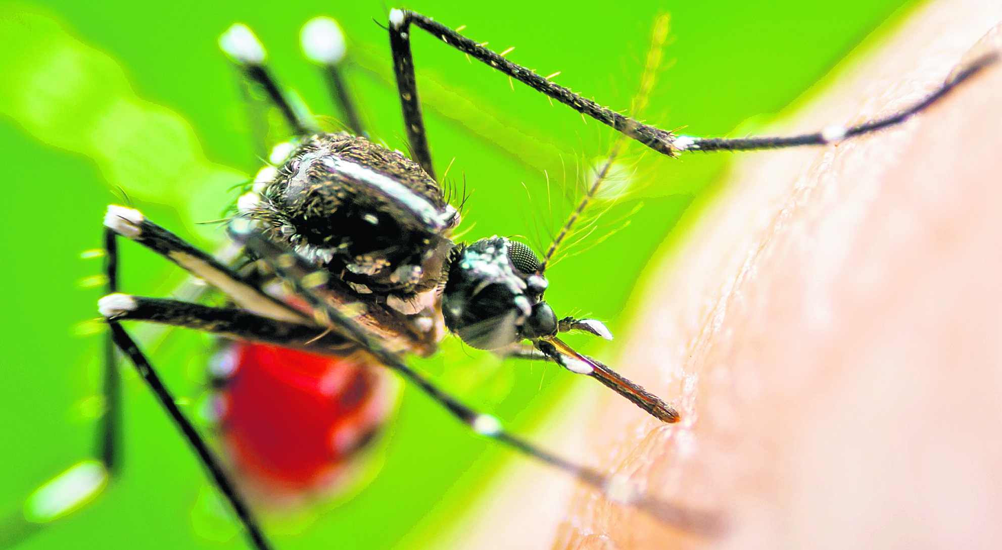 El mosquito Aedes aegypti es el responsable de la transmisión del chikungunya. (Foto Prensa Libre: Hemeroteca PL)
