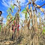 Las cosechas de milpa de maíz se han perdido, por lo menos el 50% de las cosechas sembradas a lo largo del corredor seco se han perdido, debido a la canícula la cual la sequía a dejado grandes perdidas en la agricultura del pais;
Por ejemplo el cambio climatico a hecho que en otras comunidades lluvia, han provocado inundaciones como Panzos, Alta Verapaz, lo cual contribuyó que los ríos se desbordaran
En la imagen , Martín Chocooj Ichj de Panzos Alta Verapaz,camina por donde los cultivos se perdieron debido a las lluvias.
Foto: Edwin Bercián