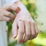 En Guatemala se reportó el primer caso de chikungunya después de una década sin la enfermedad, que es transmitida por el mosquito Aedes aegypti. (Foto Prensa Libre: Shutterstock)