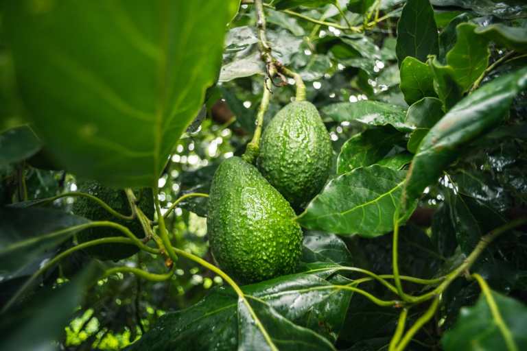 Aguacate Hass guatemalteco busca ganar terreno en Asia y sumar 2