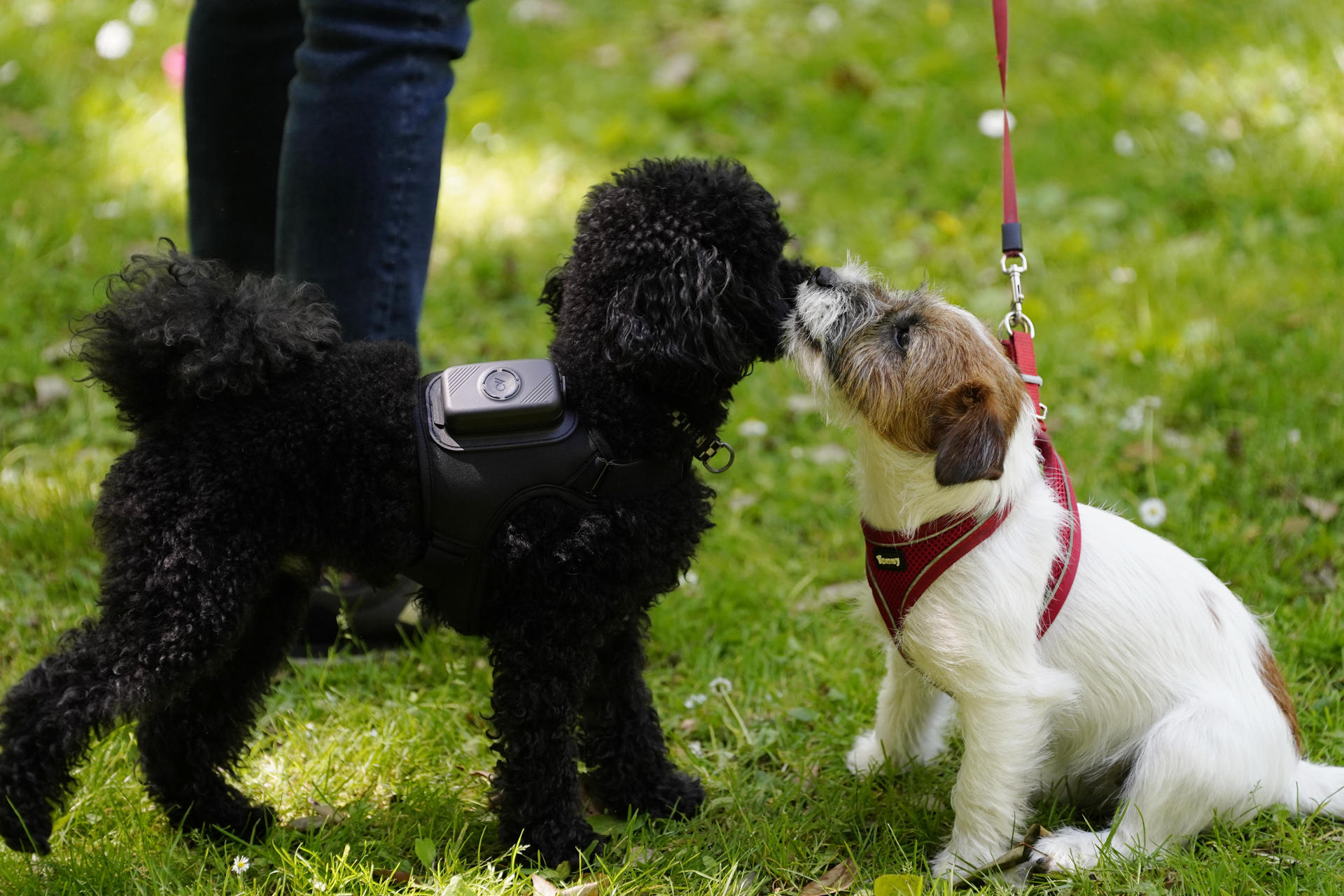 AcuPet Health monitoriza la salud de los perros para prevenir enfermedades