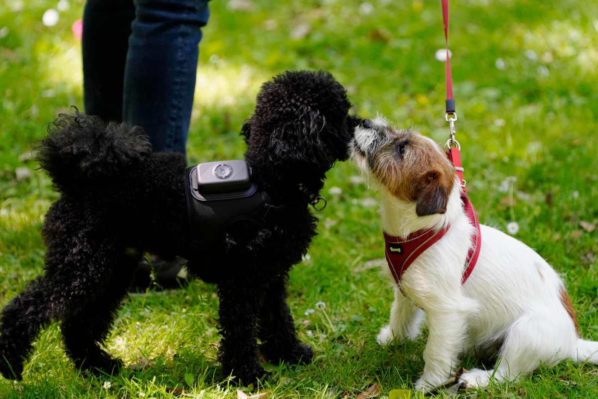 Una aplicación española monitoriza la salud de los perros para prevenir enfermedades
