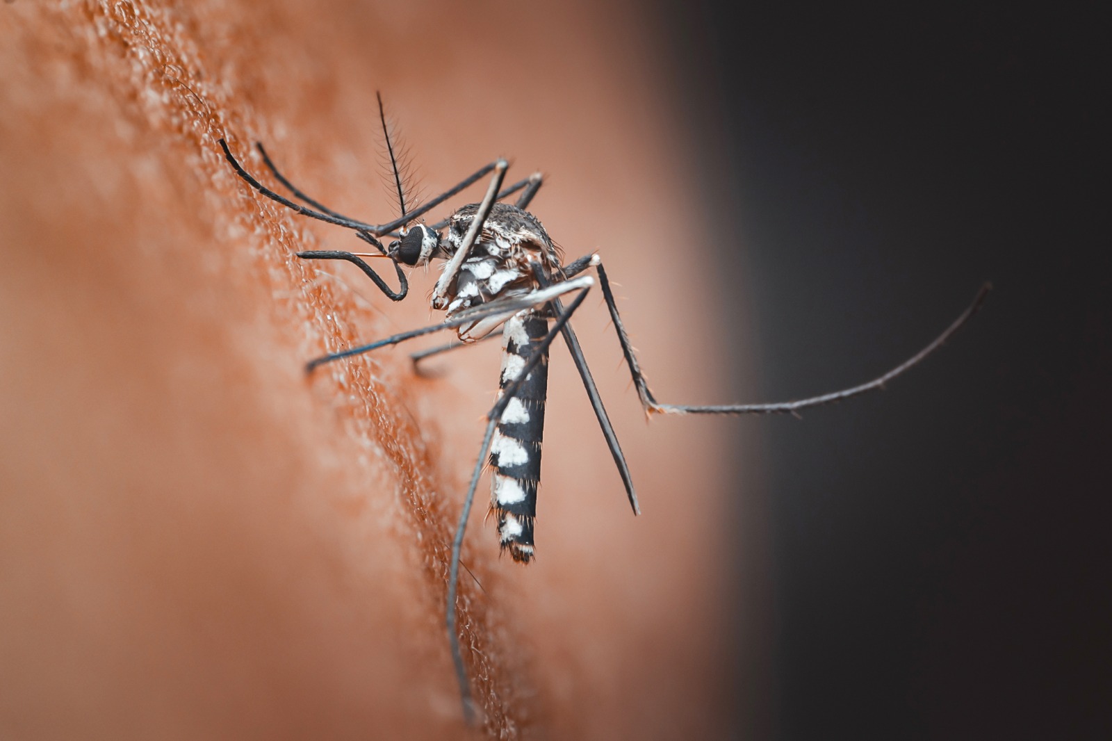 Chikungunya EE. UU.