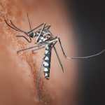 Chikungunya EE. UU.