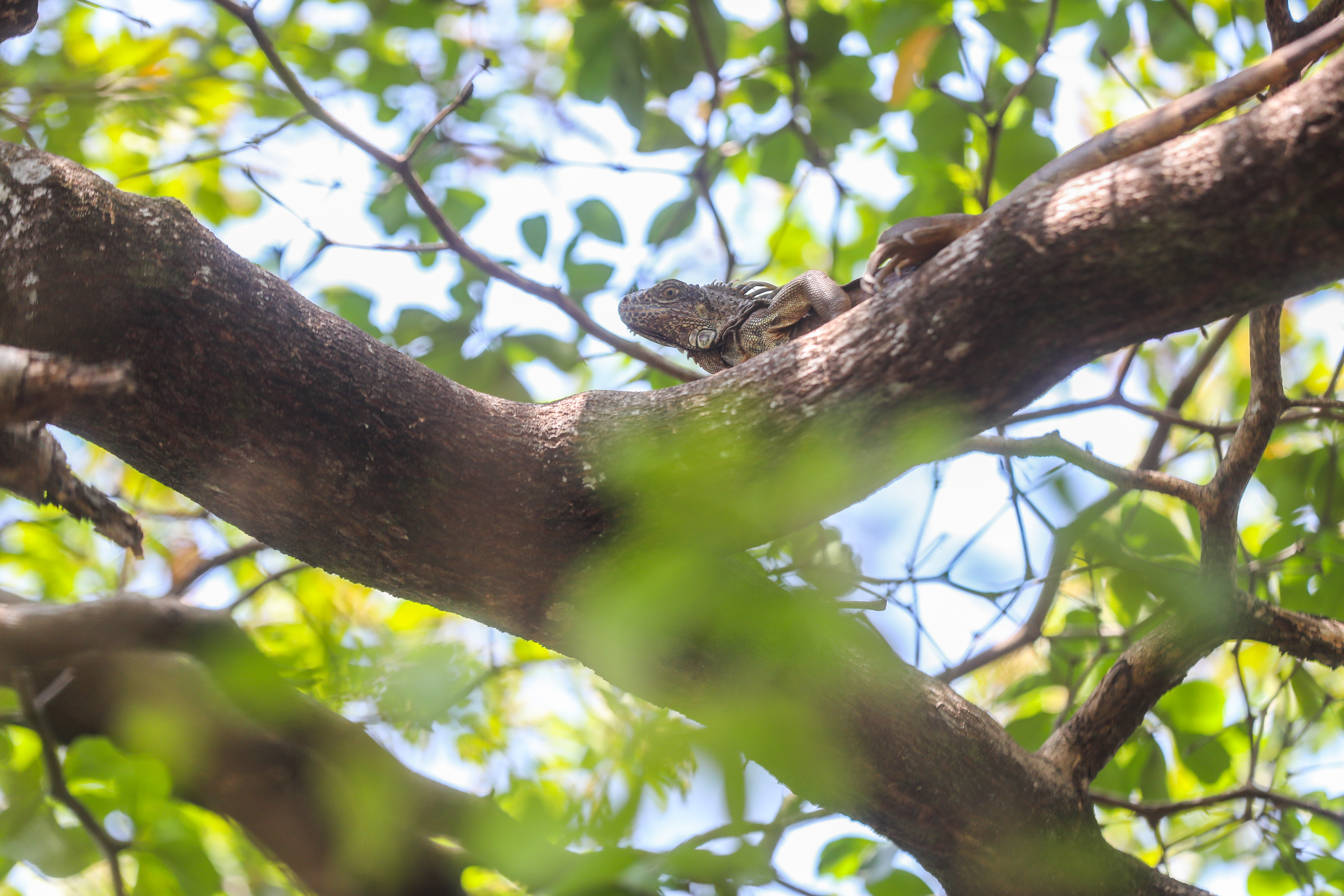 La recuperación ambiental está dividida en 4 etapas, en las cuales, el retorno de fauna y flora por sí misma se cumple en la última etapa. (Foto Prensa Libre: Juan Diego González)