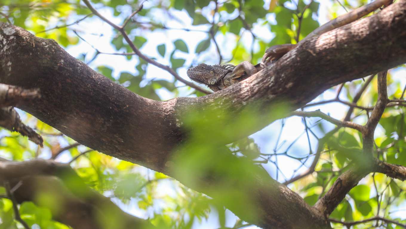 La recuperación ambiental está dividida en 4 etapas, en las cuales, el retorno de fauna y flora por sí misma se cumple en la última etapa. (Foto Prensa Libre: Juan Diego González)