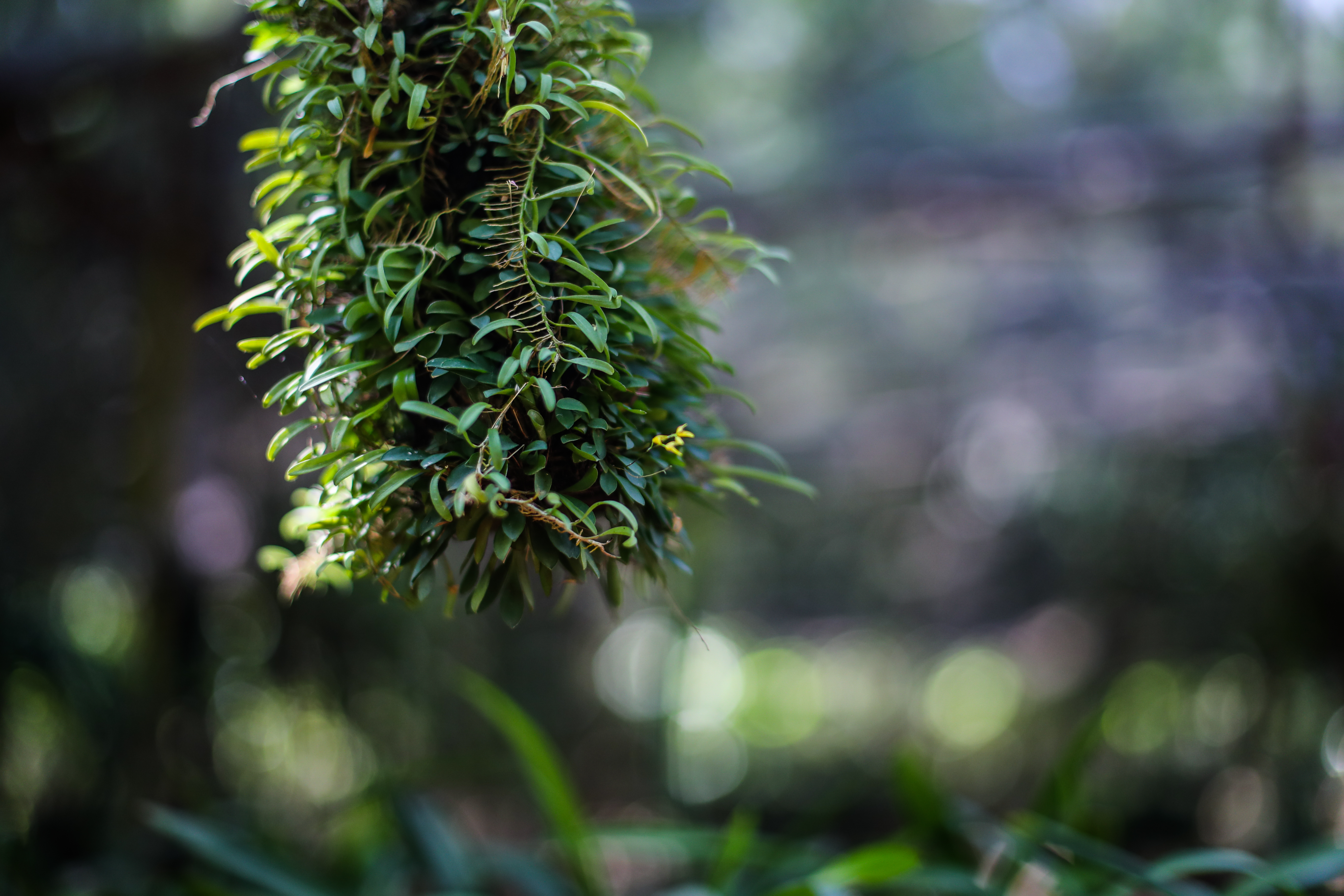 En las instalaciones del sistema industrial de la mina se cuenta con un vivero donde se producen especies nativas, entre las especies están: Cedro, Caoba, Santa María, Palo de Sangre, Acacia, Amapola, Conacaste, Irayol, entre otros. (Foto Prensa Libre: Juan Diego González)