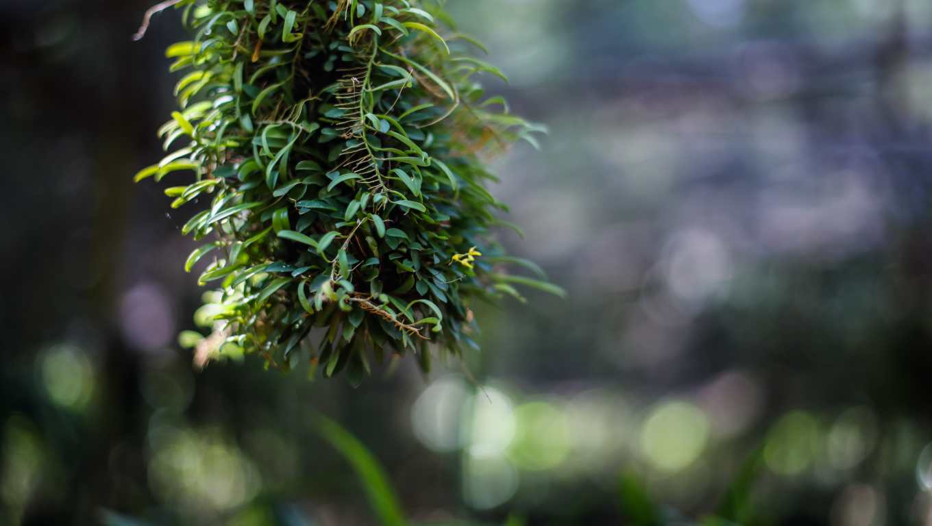 En las instalaciones del sistema industrial de la mina se cuenta con un vivero donde se producen especies nativas, entre las especies están: Cedro, Caoba, Santa María, Palo de Sangre, Acacia, Amapola, Conacaste, Irayol, entre otros. (Foto Prensa Libre: Juan Diego González)