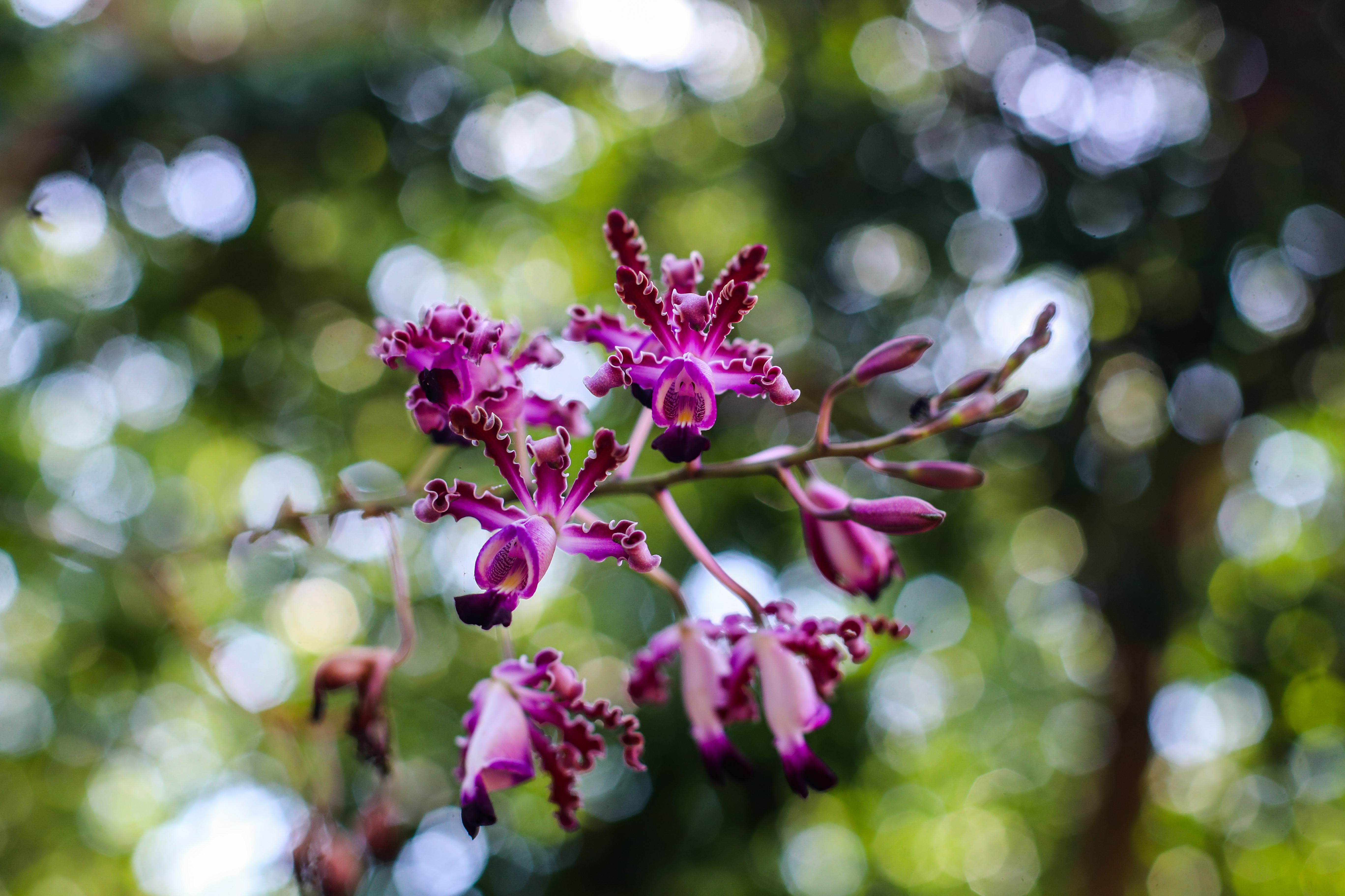 Así mismo, el vivero destina un espacio especial al cultivo y conservación de orquídeas nativas. Especies como Prostechea radiata, Maxilliaria variaribilis, Specklinia picta o Corvanthes picturata son reproducidas bajo condiciones controladas de temperatura, humedad y luz para garantiar su desarrollo. (Foto Prensa Libre: Juan Diego González)