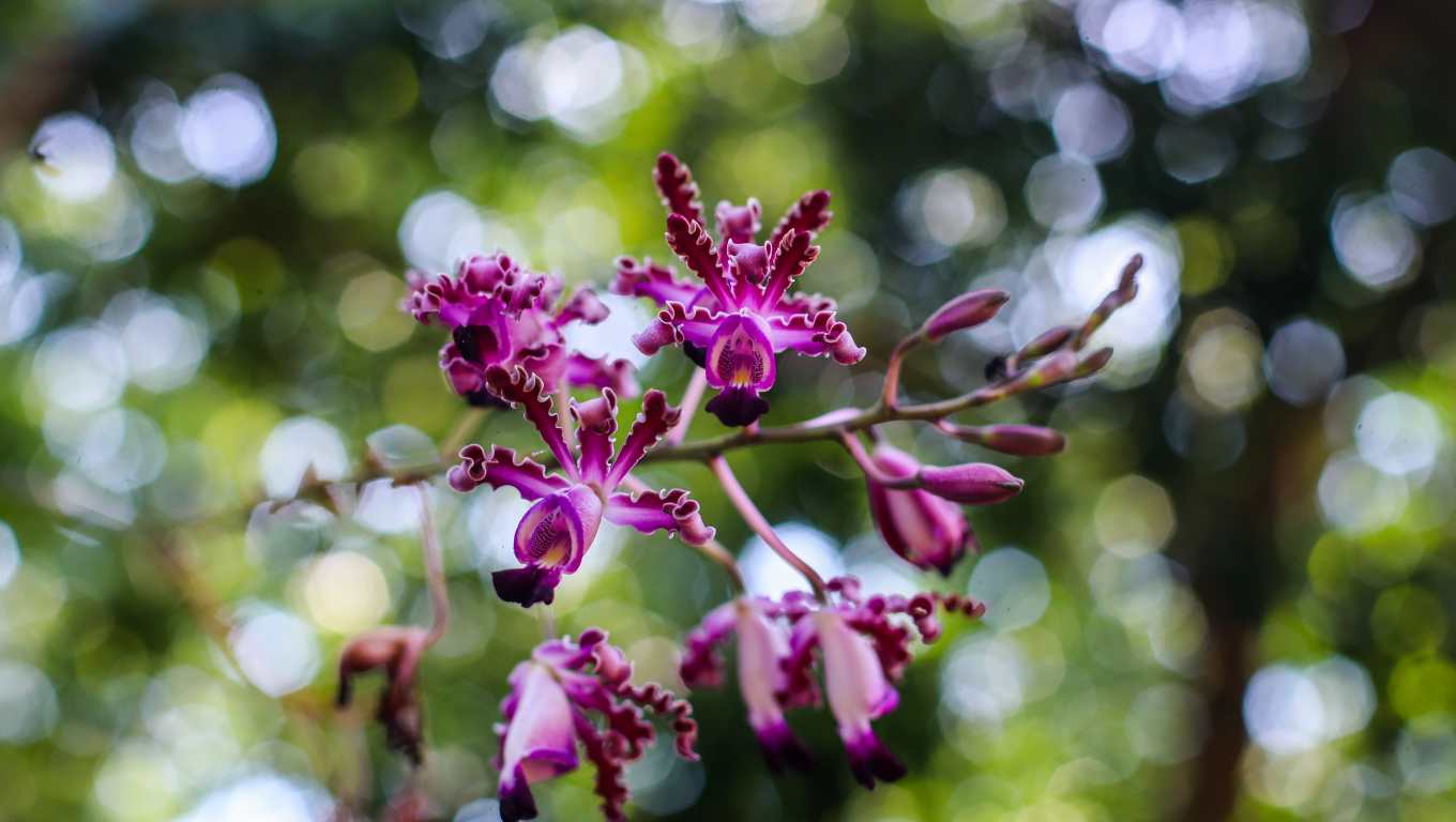 Así mismo, el vivero destina un espacio especial al cultivo y conservación de orquídeas nativas. Especies como Prostechea radiata, Maxilliaria variaribilis, Specklinia picta o Corvanthes picturata son reproducidas bajo condiciones controladas de temperatura, humedad y luz para garantiar su desarrollo. (Foto Prensa Libre: Juan Diego González)