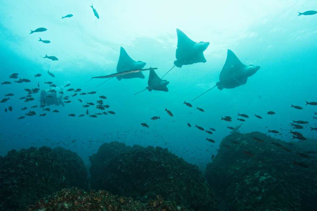 De Galápagos a la Amazonía: así es Ecuador, un país megadiverso en América Latina