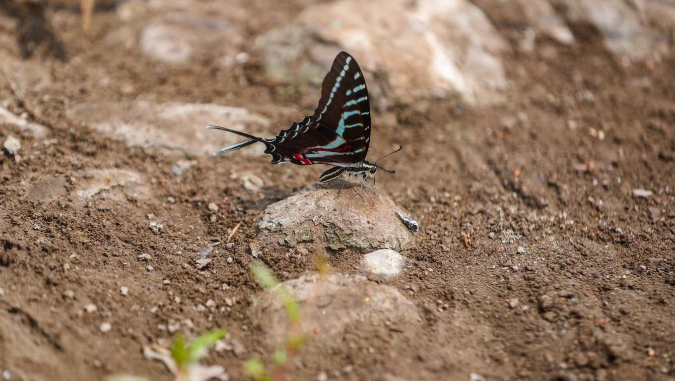 Fotografía de la mariposa que comúnmente se le llama