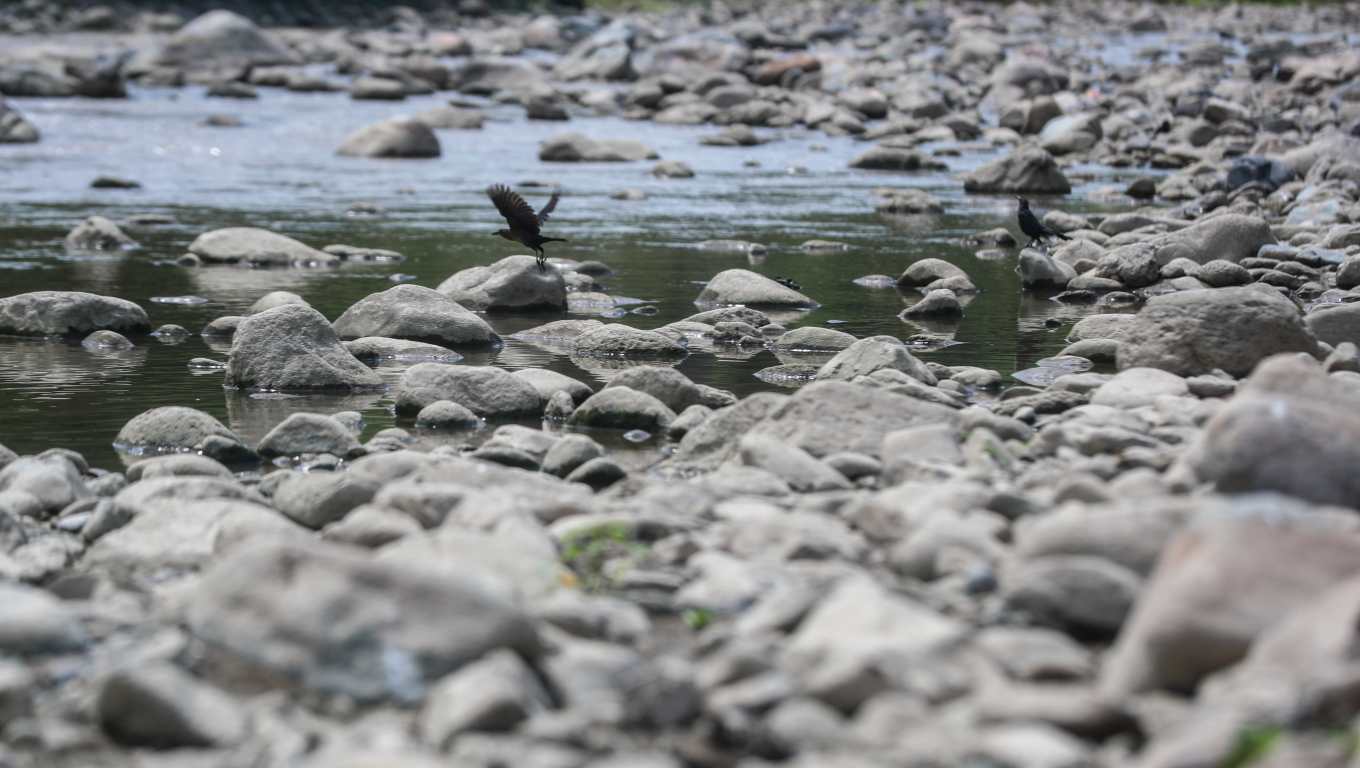 En una corta caminata por el Río Grande es común observar toda clase de fauna tratando de refrescarse con sus aguas. En la imagen, un grupo de zanates toma agua y descansa en las piedras del río. (Foto Prensa Libre: Juan Diego González)