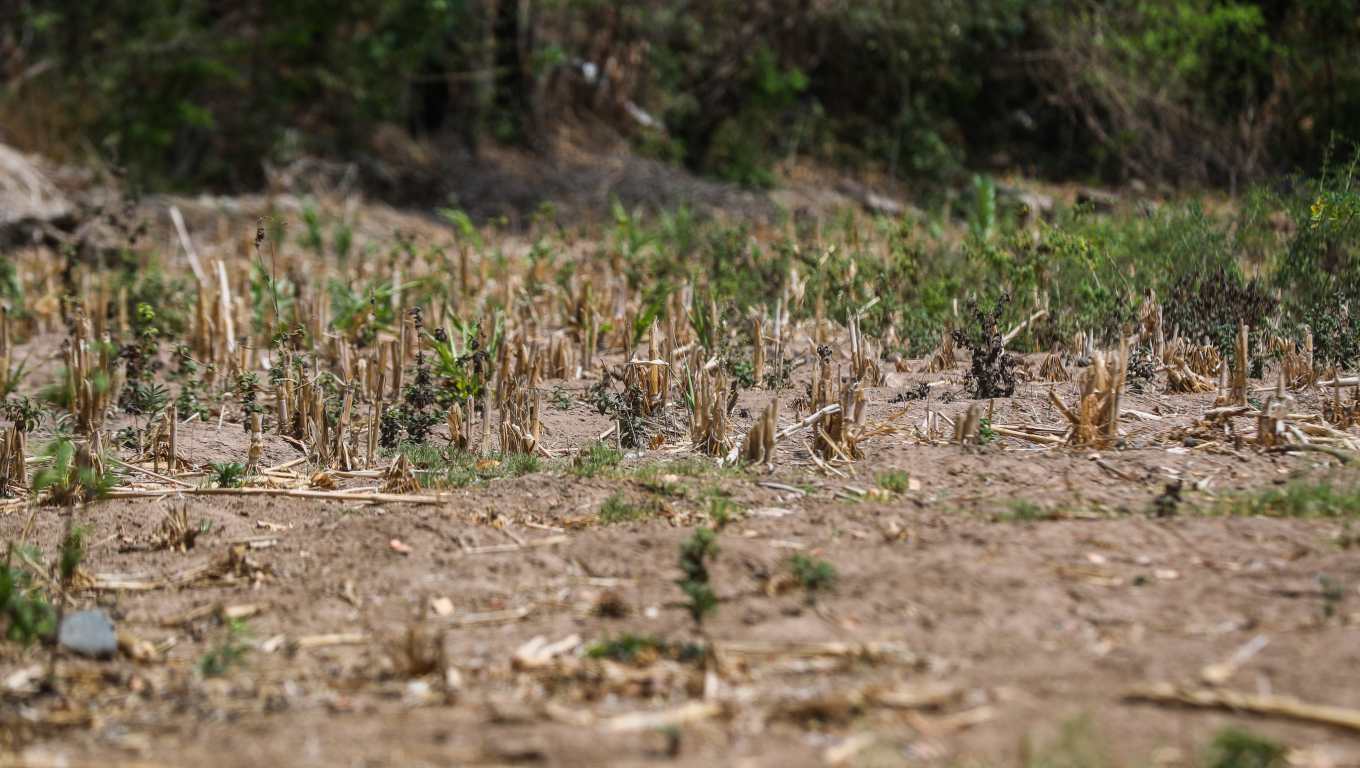 En esta aldea hay una cantidad de zonas agrícolas muy productivas, en sí, sus pobladores producen para satisfacer sus necesidades o para el intercambio en el mercado. Los productos que más de producen son el maíz, chilem pimiento, sandía, melón, entre otros. (Foto Prensa Libre: Juan Diego González)