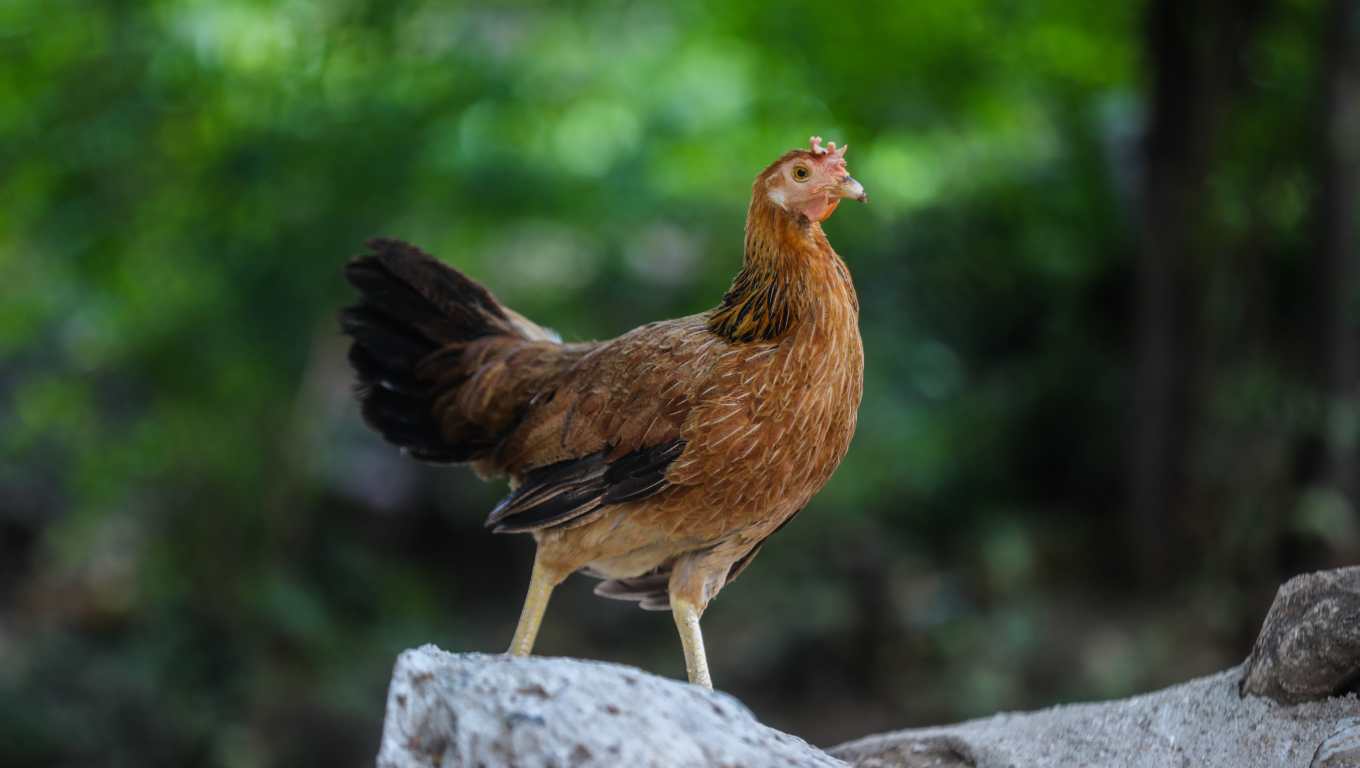 La crianza de aves de corral es una actividad fundamental entre los habitantes, principalmente, se producen para el consumo en los hogares. (Foto Prensa Libre: Juan Diego González)