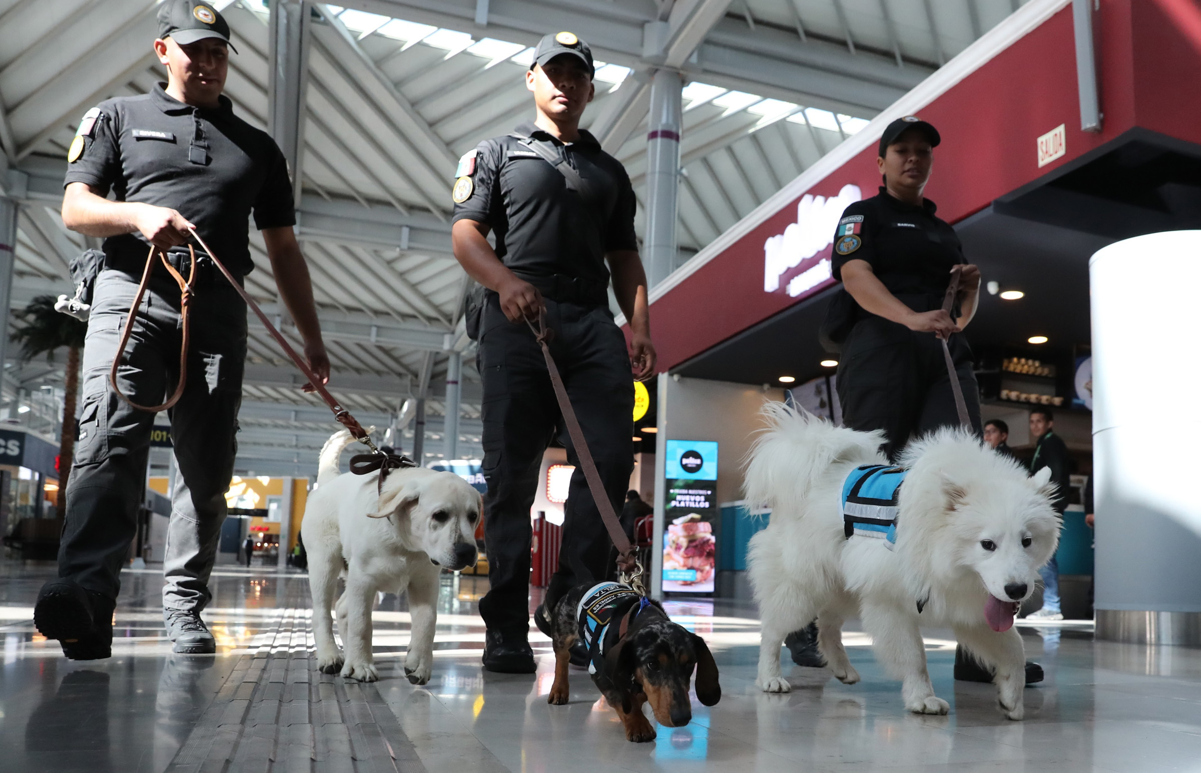México perros guatemaltecos