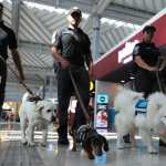 México perros guatemaltecos