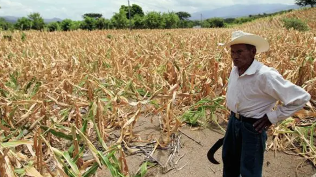 SEQUÍA EN GUATEMALA