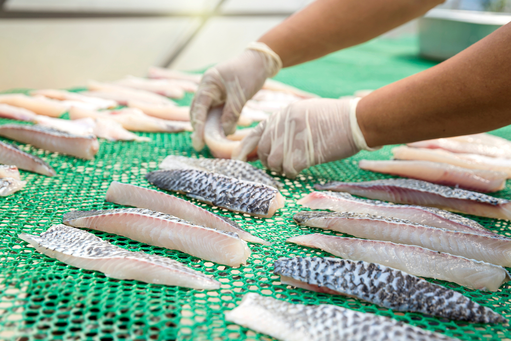 Camarón y tilapia: la estrategia de Guatemala para competir en mercados globales