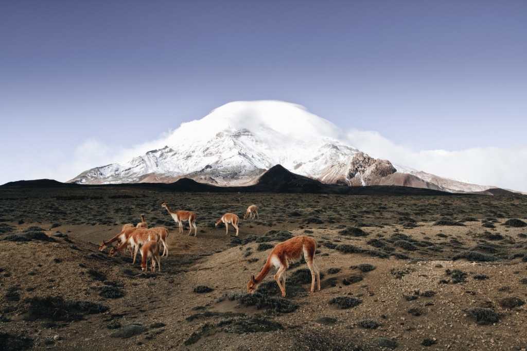 De Galápagos a la Amazonía: así es Ecuador, un país megadiverso en América Latina