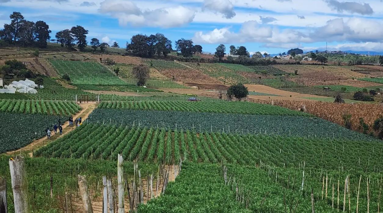 agricultura áreas de cultivo