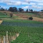 agricultura áreas de cultivo