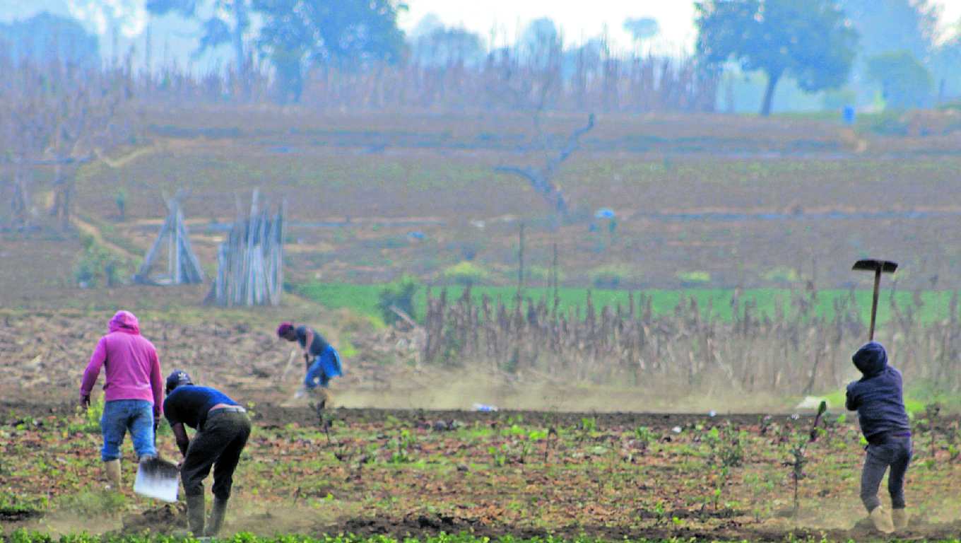 La agricultura es una de las principales actividades económicas de Guatemala, el cultivo de diferentes productos ayudan no solo en la economía familiar, sino también para abastecer los distintos mercados del país.
Los agricultores desde la madrugada realizan la tarea de trabajar la tierra y con ello cosechar vegetales, importantes en la alimentación y nutrición de los guatemaltecos.
Fotografía Prensa Libre: Elmer Vargas.