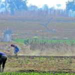La agricultura es una de las principales actividades económicas de Guatemala, el cultivo de diferentes productos ayudan no solo en la economía familiar, sino también para abastecer los distintos mercados del país.
Los agricultores desde la madrugada realizan la tarea de trabajar la tierra y con ello cosechar vegetales, importantes en la alimentación y nutrición de los guatemaltecos.
Fotografía Prensa Libre: Elmer Vargas.