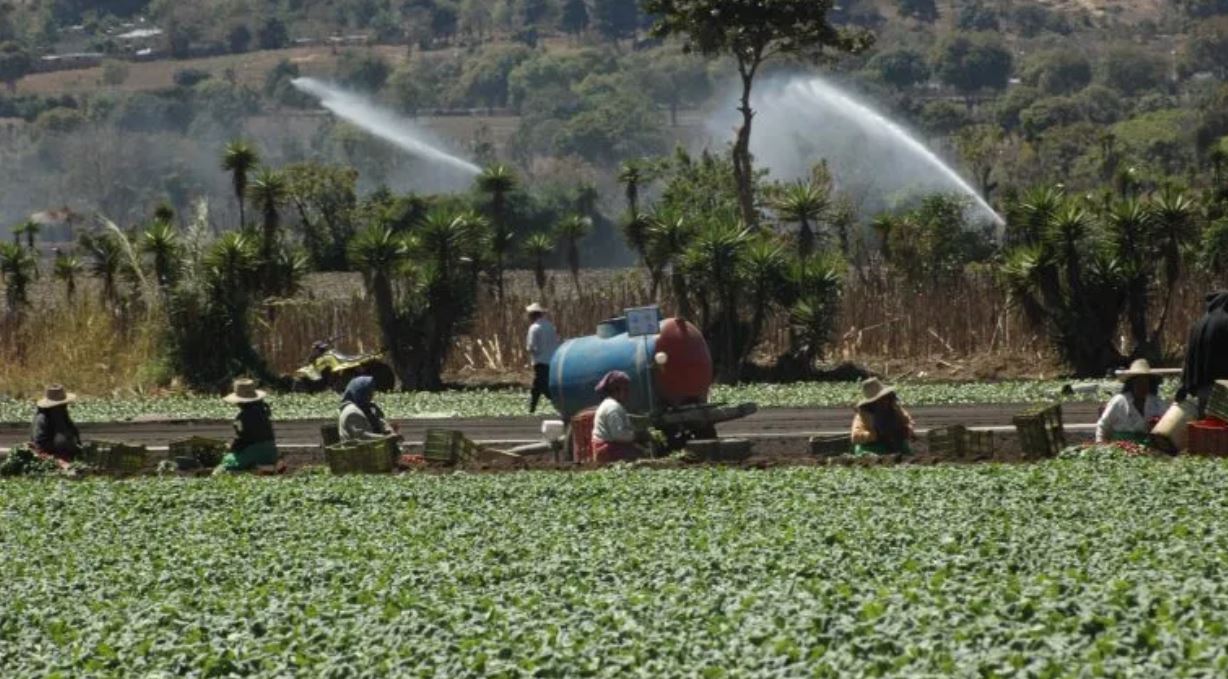 agricultura personas cosechando