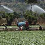 agricultura personas cosechando